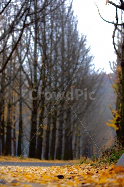 노랑,은행나무,저수지,낙엽,가을,감성,가을,계절,fall,autumn,season,자연,풍경,nature,landscape,plant,식물,tree,나무