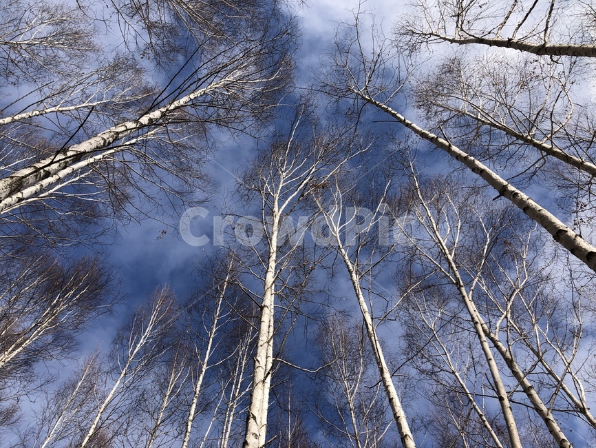 자작나무,숲,나무,하늘,tree,식물,식물,자연,plants,nature,나무,trees,wood