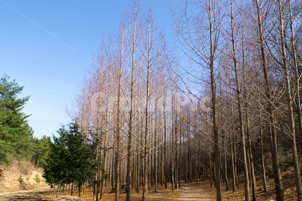 메타세콰이어,나무,숲,풍경,자연,하늘,영덕,봄,자연,풍경,nature,landscape,한국자연풍경,한국자연경관,korea nature landscape,식물,plants,나무,trees,wood,plant,tree