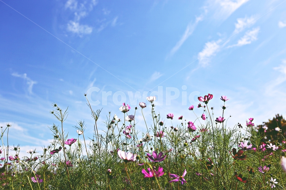 코스모스,꽃,풍경,자연,꽃잎,식물,꽃밭,공원,하늘,구름,자연,풍경,nature,landscape,plant