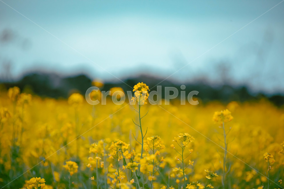 유채,유채꽃,유채꽃밭,꽃,flower,봄,계절,spring,season,식물,자연,plants,nature,꽃,flower,grassland,목초지,outdoors,옥외,field,들,farm,농장,rural,농촌,meadow