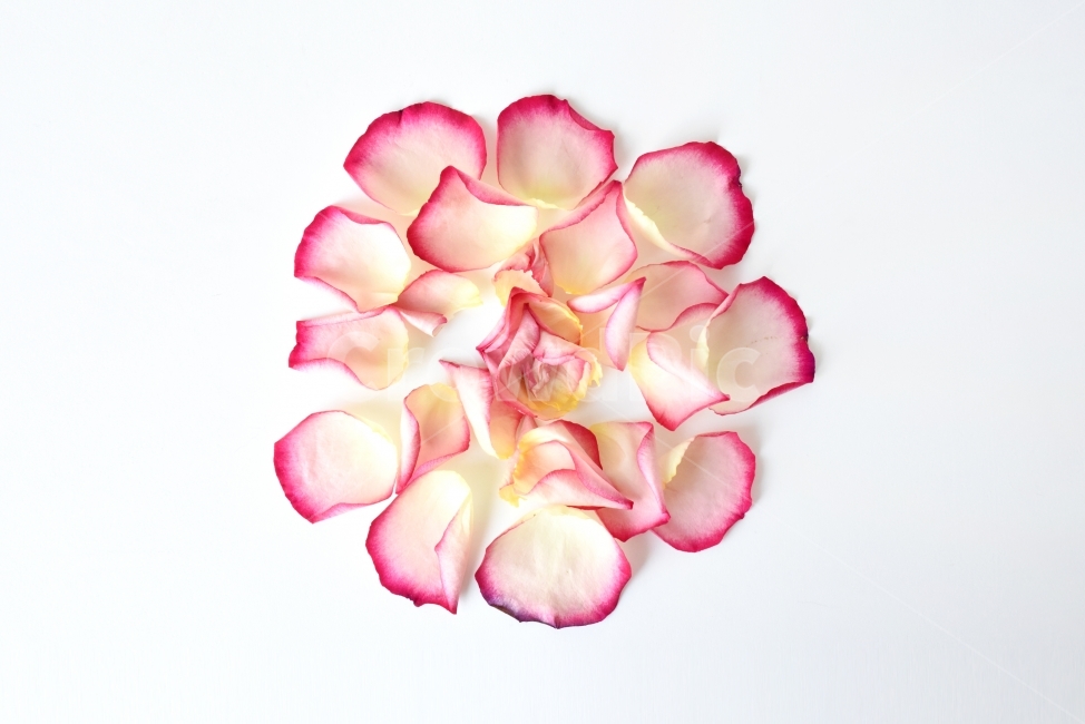 꽃잎,장미,색감,그라데이션,꽃,무지개,연출,식물,사진,photo,누끼,꽃,flower,누끼,remove background