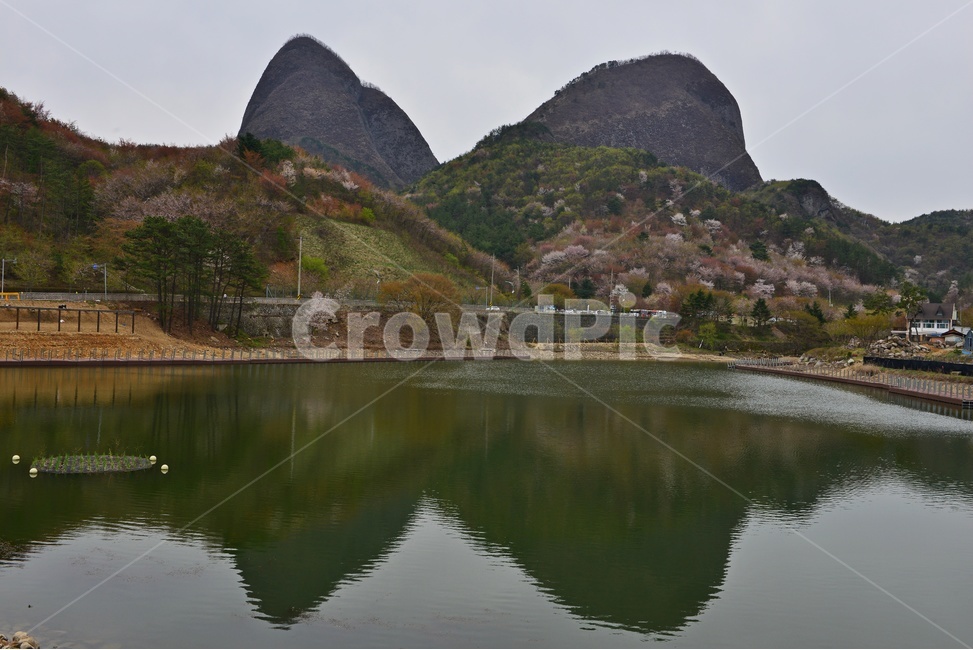 전북,진안,마이산,plant,식물,nature,자연,outdoors,water,옥외,물,경치,경관,풍경,사양제,반영,벚꽃,산벚꽃,봄,계절