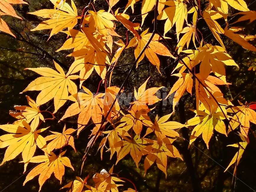 단풍,단풍잎,단풍나무,가을,leaf,잎,plant,식물,tree,나무,계절,fallautumnseason,outdoors,옥외,자연풍경,naturelandscape,가을,계절,fall,autumn,season,식물,자연,plants,nature,maple