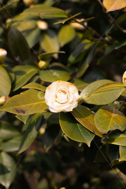 흰동백,봄,꽃,감성,동백꽃,식물,자연,plants,nature,꽃,flower