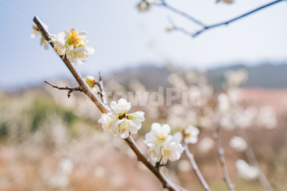 매화,홍매화,꽃,봄,계절,봄꽃,매화나무,자연,풍경,봄,계절,spring,season,식물,자연,plants,nature,꽃,flower,plant