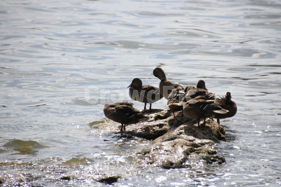 nature,헝가리,동유럽,호수,오리,hungary,lake,duck,조류,새,birds
