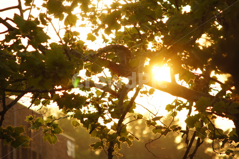 노을,해질녘,일몰,역광,풍경,sunest,landscape,나무,light,빛,flare,플레어,plant,식물,leaf,잎,sunlight,햇빛,태양