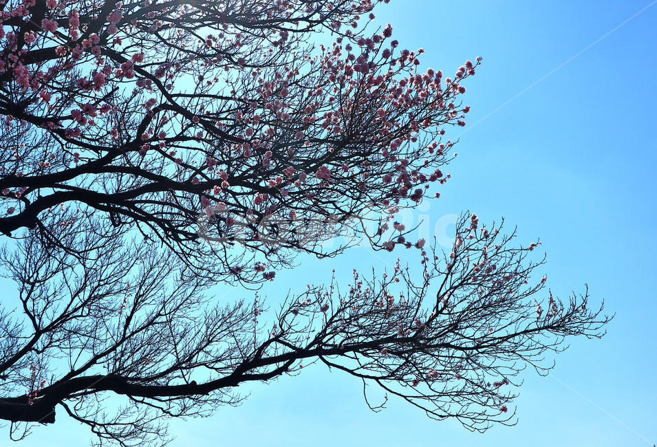벚꽃,벚나무,봄,blossom,꽃