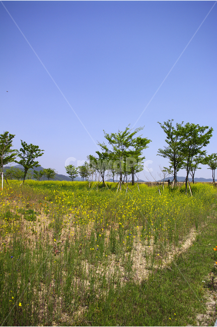 유채꽃,꽃밭,식물,flower,color,하늘,풍경,자연,나무,자연,풍경,nature,landscape,grassland,목초지,field,들,outdoors,옥외,meadow,rural,농촌,farm,농장