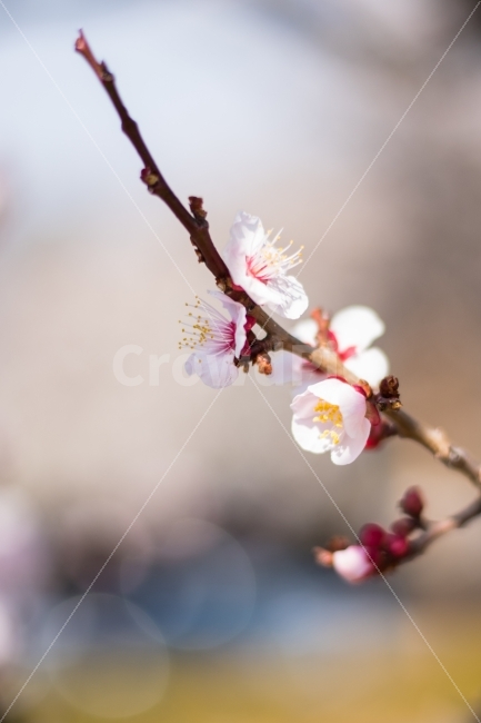매화,봄,spring,꽃,flower,감성,보케,김해,D750,봄,계절,spring,season,식물,자연,plants,nature,꽃,flower,plant