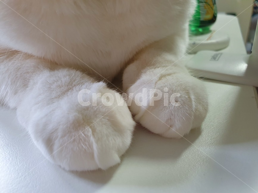 고양이,냥이발,냥발,솜방망이,흰고양이,고양이발,귀여운