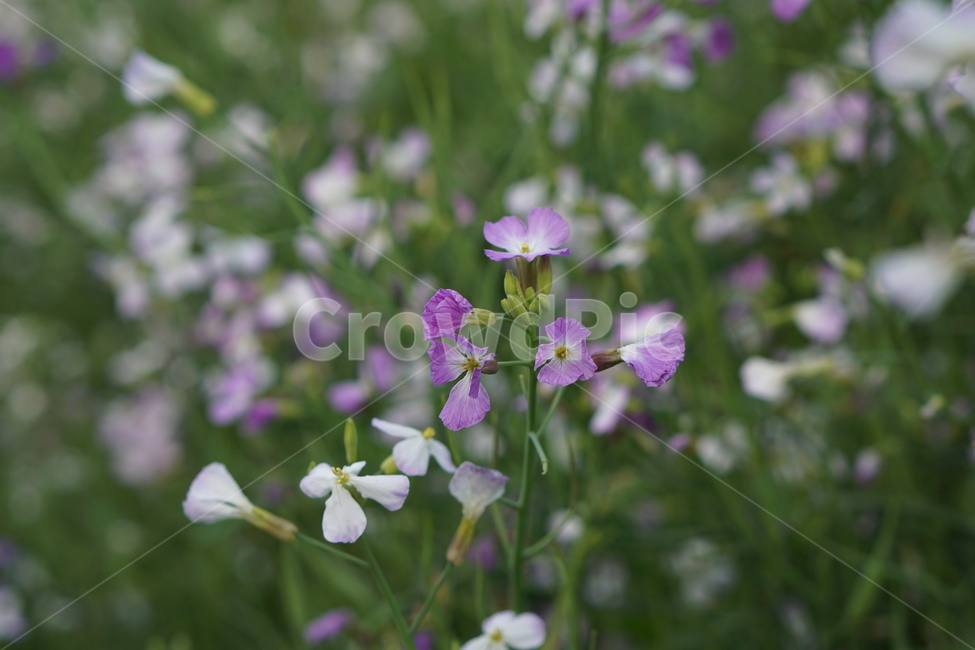 꽃,무꽃,무,봄,자연,채소,식물,자연,plants,nature,꽃,flower