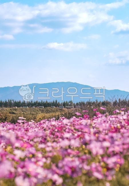 코스모스,가을,꽃,가을꽃,flower,꽃밭,식물,plant,꽃잎,산,mountain,안성팜랜드,팜랜드,정원,garden,가을감성,감성