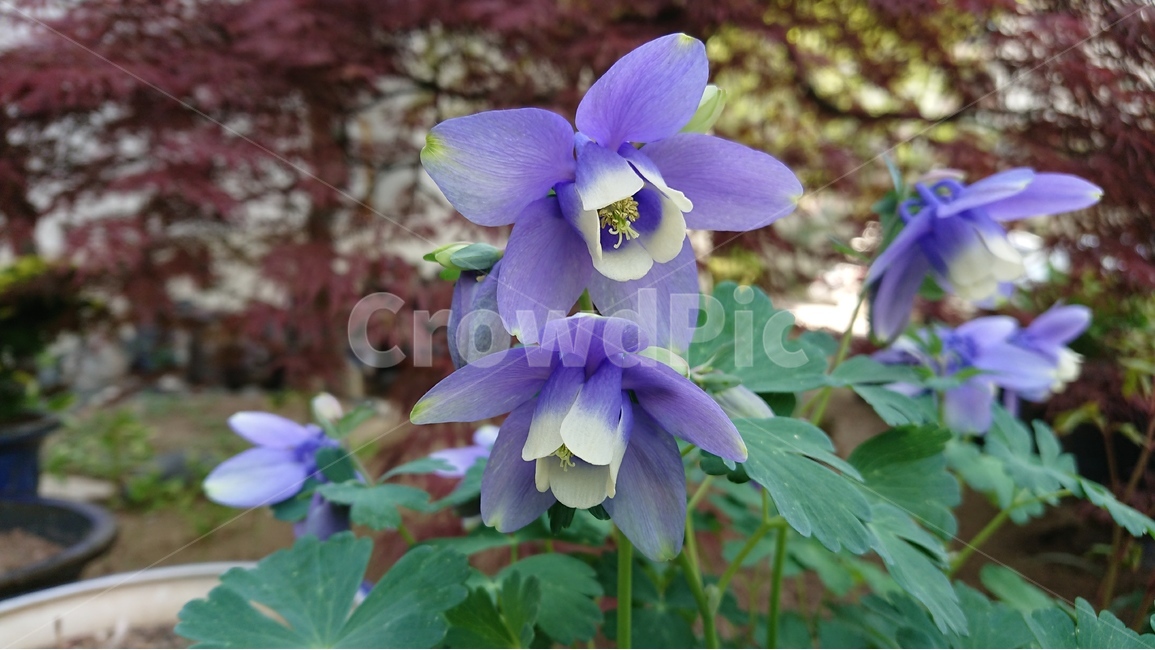 봄,꽃,식물,야생화,매발톱,매발톱꽃,보라색꽃,보라색,봄,계절,spring,season,식물,자연,plants,nature,꽃,flower,plant,blossom,geranium,제라늄