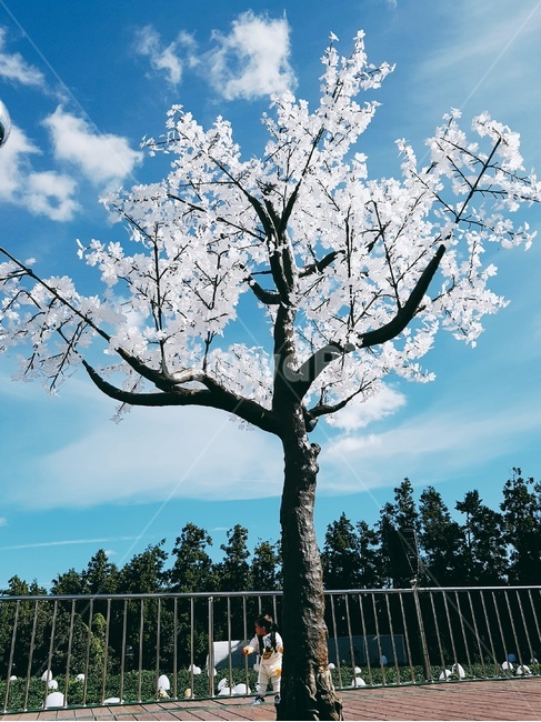 나무,풍경,하늘,구름,애기,고화질,식물,자연,plants,nature,꽃,flower,나무,trees,wood