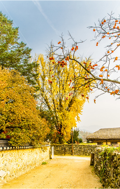 민속마을,전통가옥,은행나무,단풍,가을,문화유산,관광명소,가을,계절,fall,autumn,season,시골,마을,풍경,landscape,country,rural,town,한국전통,한국문화,korean traditional,korean culture,식물,자연,plants,nature,나무,trees,wood,농촌,outdoors,옥외,building,건물