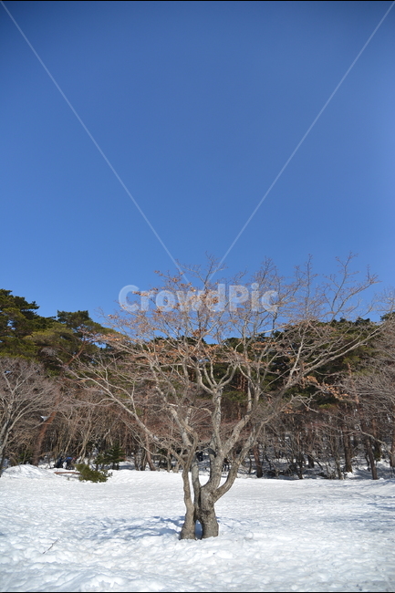 제주도,2월,한라산,영실휴게소,영실입구,나무,하늘,제주문화유산답사,제주관광,제주가볼만한곳,겨울,계절,winter,season,식물,자연,plants,nature,나무,trees,wood