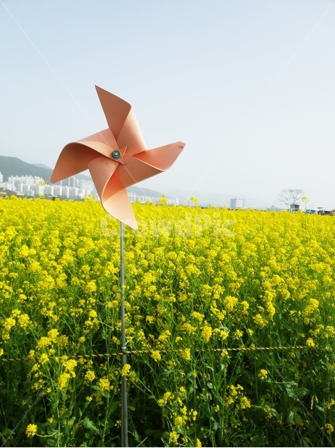 봄,유채꽃,유채꽃밭,4월,봄꽃,유채,바람개비,노랑,노랑색,자연,자연풍경,봄,계절,spring,season,field,들