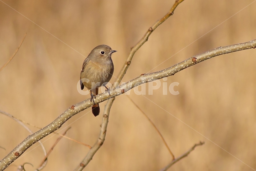 자연,부산,수영강,조류,새,딱새,동물,animal,조류,새,birds