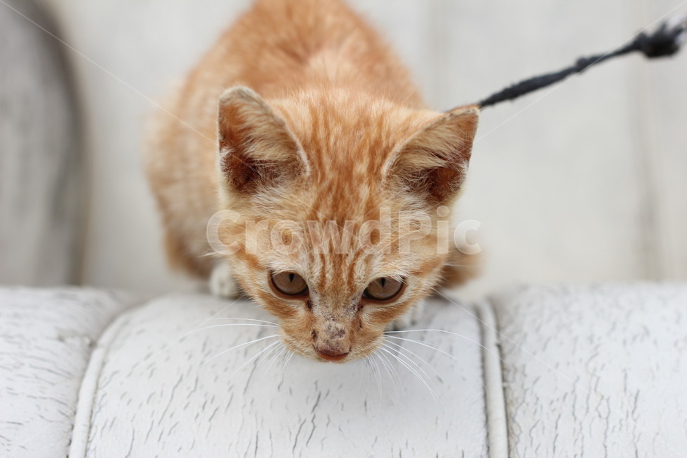 고양이,동물,아기고양이,코리안숏헤어,cat,아웃포커싱,아기동물,동물,animal,포유류,mammal,고양이,cat,kitten,kitty