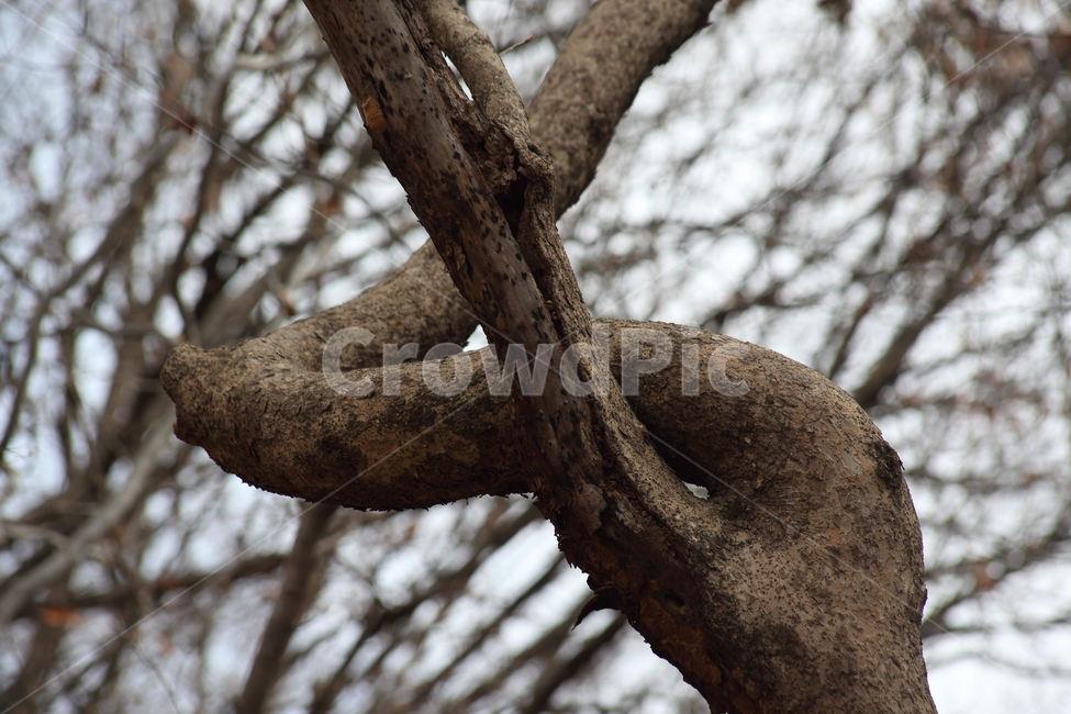 껍질,나무,식물,wood,plant,식물,자연,plants,nature,나무,trees,wood