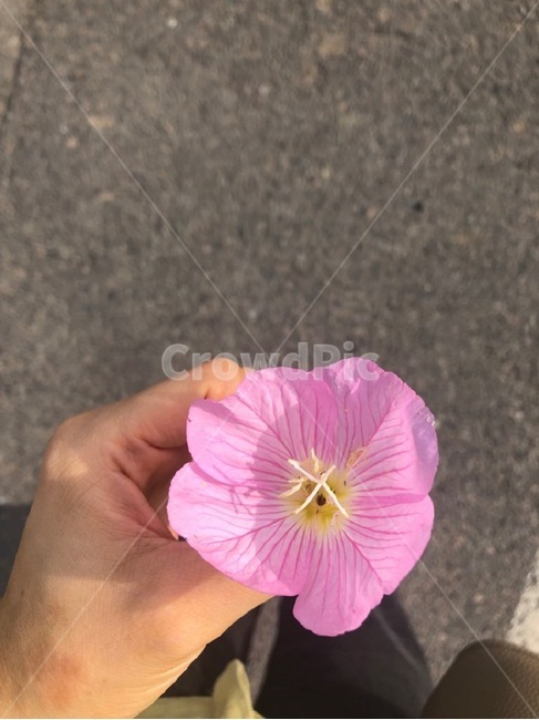 무궁화,무궁화꽃,한국꽃,koreanflower,꽃한송이,식물,자연,plants,nature,꽃,flower
