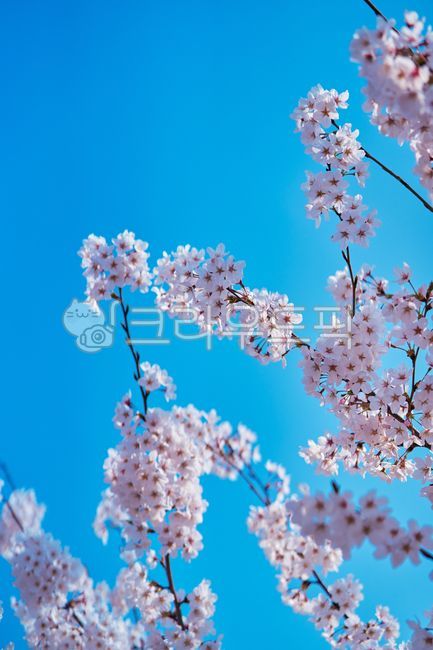 벚꽃,파란하늘,봄꽃,봄,핑크,핑크꽃,감성사진,감성벚꽃,spring,flower,pink,봄식물,식물,꽃,나무,nature