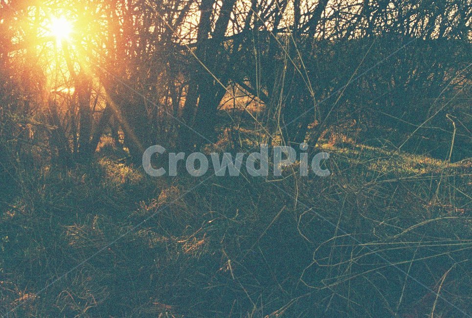 우포늪,자연,필름사진,아침,새벽,빛,나무,자연,풍경,nature,landscape,light,flare,플레어,sunlight,햇빛