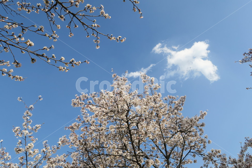 벚꽃,꽃,봄,봄꽃,벚꽃나무,하늘,자연,구름,봄날,spring,봄,계절,spring,season,plant,식물,blossom,flower,cherry blossom