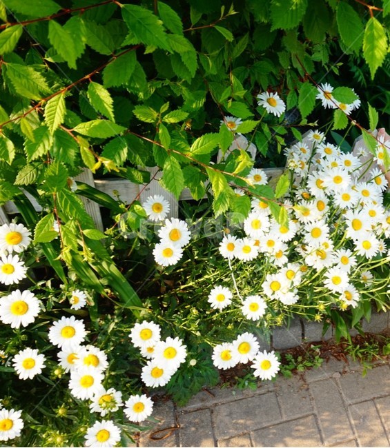 계란꽃,꽃,봄꽃,울타리,녹지,잡초,들꽃