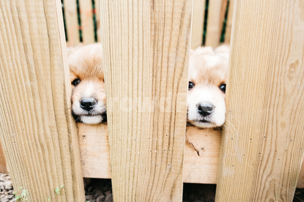 멍멍이,강아지,댕댕이,dog,똥개,귀여운,동물,아기강아지,개,동물,animal,포유류,mammal,개,강아지,dog,doggy,감성,sensible,feeling