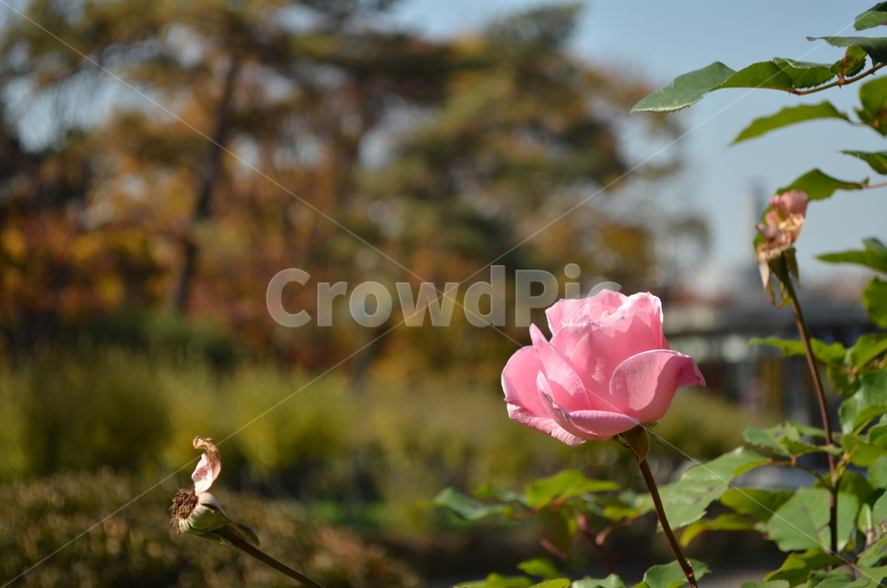 장미,낙화,핑크,식물,분홍,식물,자연,plants,nature,꽃,flower