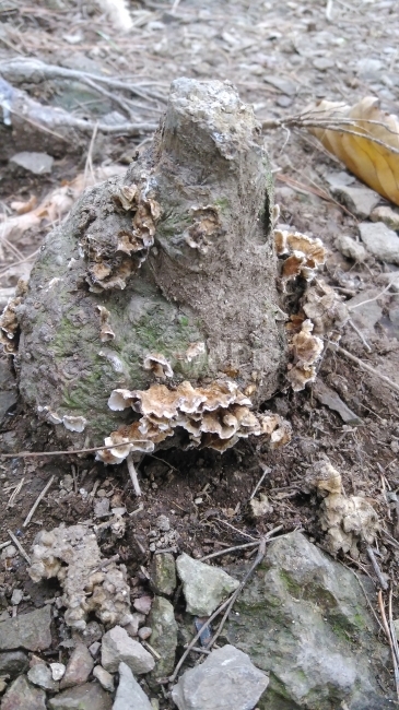 rock,Pig head shape,tree stump,tree,mushroom