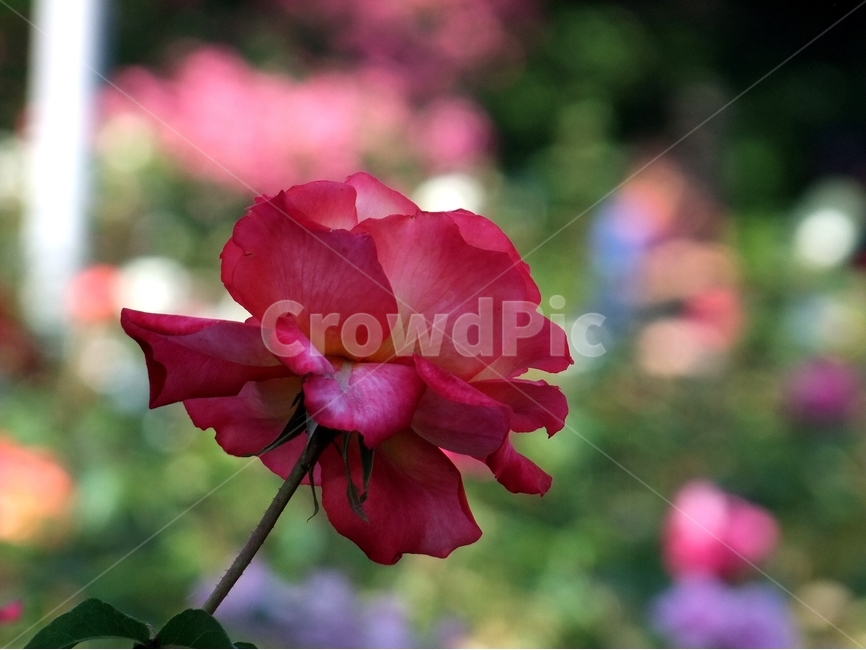 장미,장미꽃,장미화,붉은장미,봄꽃,식물,자연,plants,nature,꽃,flower