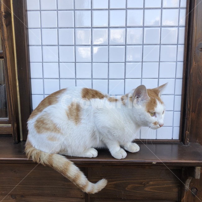 길고양이,동물,앉아있는고양이,고양이발,치즈고양이