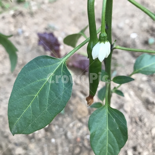 고추,고추꽃,Hotpepper,가지과,한해살이풀,흰꽃,Capsicumannuum,열매식물,채소,식용,나물,재배작물,농작물,식물,꽃,Flower,식물,자연,plants,nature,꽃,flower