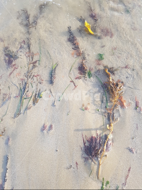 narure,자연,sand,모래,outdoors,옥외,바다,물풀,sea