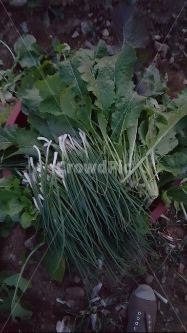 파,갓,가을,채소,야채,수확물,채소,야채,vegetables