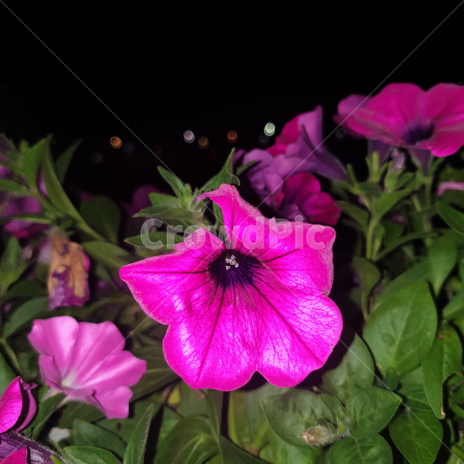 flower,꽃,plant,식물,blossom,핑크,색감,질감,꽃잎,그린,초록,자연,식물,자연,plants,nature,꽃,flower