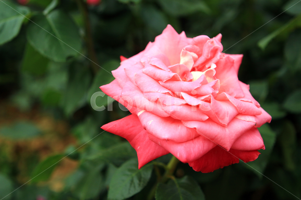 장미,꽃,flower,장미꽃,rose,꽃잎,꽃망울,꽃송이