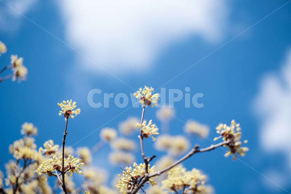 산수유,봄꽃,봄,선유도,spring,flower,노란꽃,파란하늘,봄,계절,spring,season,식물,자연,plants,nature,꽃,flower,plant