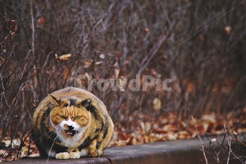 고양이,야옹이,길냥이,cat,cats,냥이,냥,고냥이,나비,겨울,거리,화난,angry,rage,동물,animal,포유류,mammal,고양이,cat,kitten,kitty