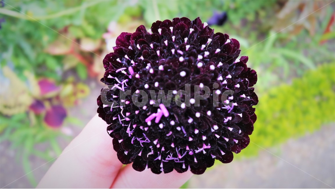 야생화,들꽃,보라색,자연,클로즈업,fieldflowers,wildflowers,purple,nature,closeup,식물,자연,plants,nature,꽃,flower