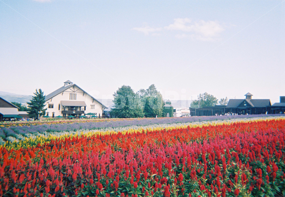 plant,식물,시키사이노오카,일본,홋카이도,관광지,자연,flower,꽃,패치워크,풍경,경관,장관,nature,팜도미타,라일락,자연,풍경,nature,landscape,해외,외국,세계,foreign,oversea,world,세계자연풍경,해외자연풍경,외국자연풍경,world nature landscape