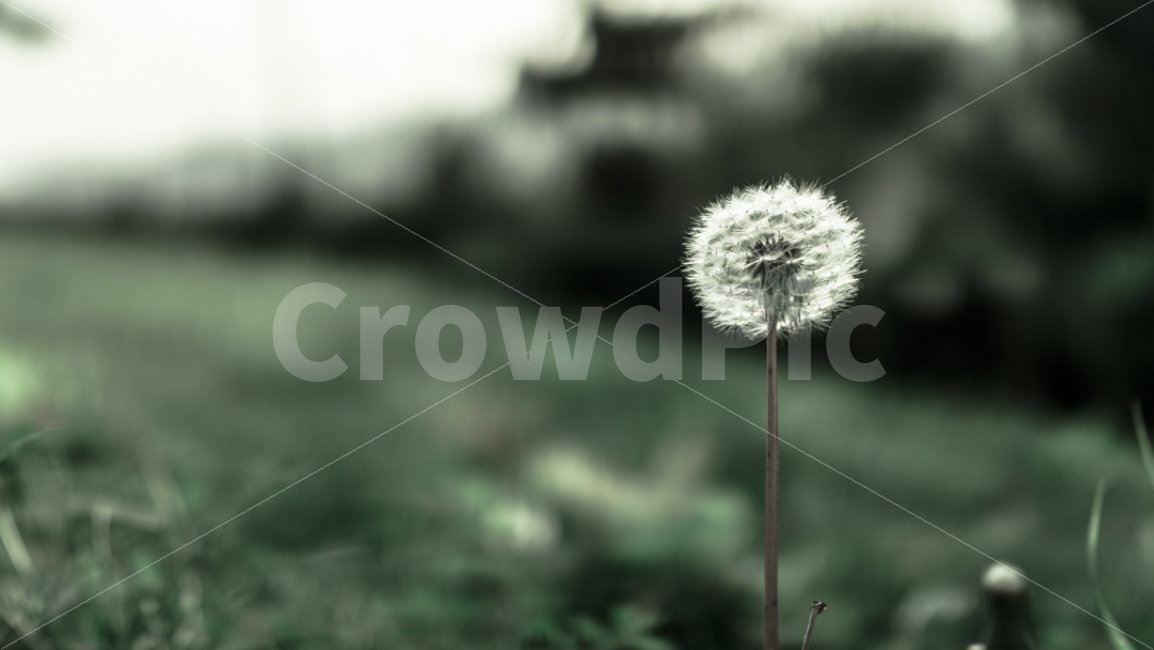 꽃,민들레,감성,초록,화원,식물,자연,plants,nature,꽃,flower