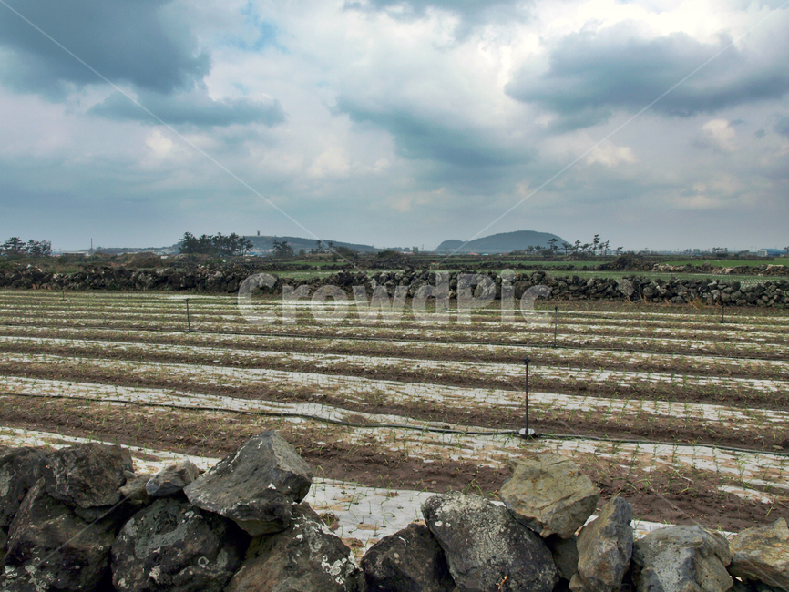 마늘밭,밭,올레12코스,올레길,제주,서귀포시,농작물,산업,industry,industrial,농업,농사,agriculture,farming,farming industry