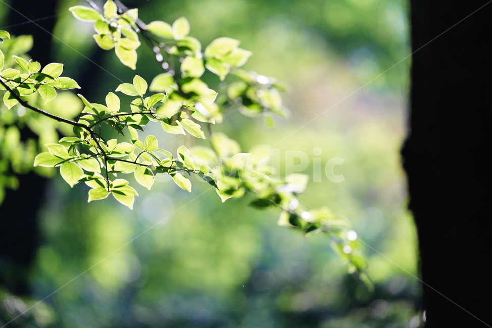 초록,생물,생명,자연,green,plant,식물,leaf,잎,식물,자연,plants,nature