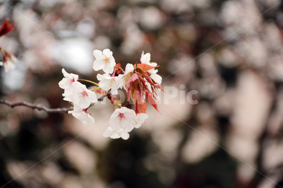일본,가고시마,벚꽃,개화기,사쿠라,봄,봄,계절,spring,season,자연,풍경,nature,landscape,식물,plants,꽃,flower,plant,blossom,cherry blossom