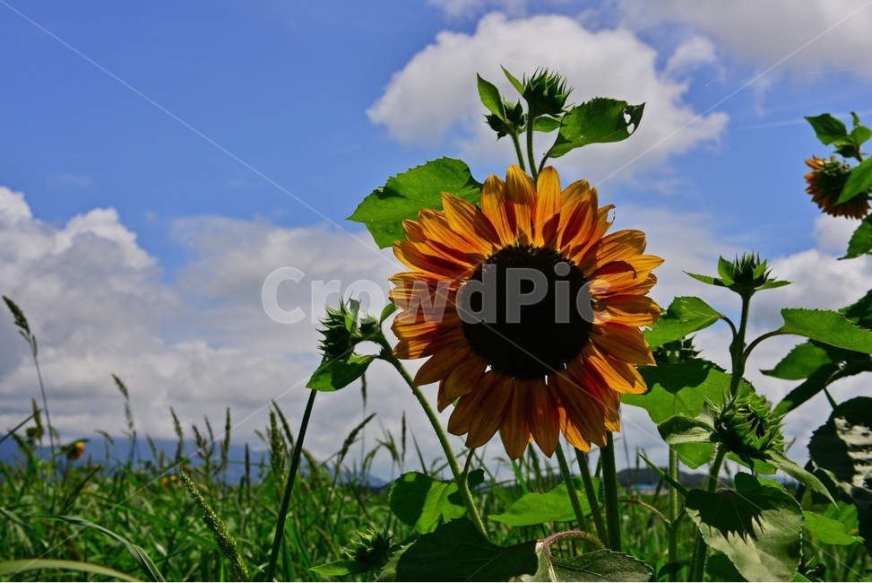 plant,식물,flower,blossom,꽃,sunflower,해바라기,날씨,구름,하늘,해남,마산,간천지,간척지해바라기밭,해바라기밭,마산해바라기밭